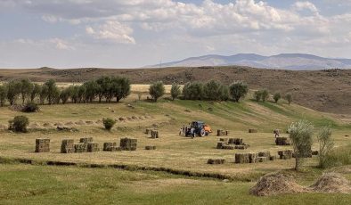 Ağrı’da çiftçiler hayvanlarının kışlık yem ihtiyacını karşılamak için yoğun mesaide