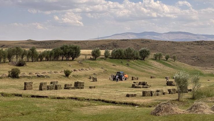 Ağrı’da çiftçiler hayvanlarının kışlık yem ihtiyacını karşılamak için yoğun mesaide