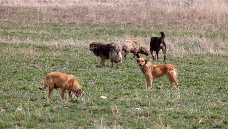 Ankara’da çocuğu ısıran köpek, 10 günlük gözetimin ardından alındığı yere bırakılacak