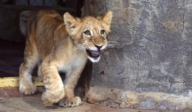 Annelerinin reddettiği beyaz aslan 3 yaşını doldururken kahverengi aslan 5 aylık oldu