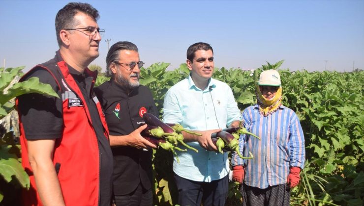 Birecik Patlıcanı Hasadı