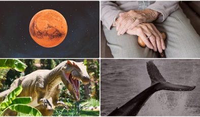 Dinozorları yok eden asteroitten balinaların ilginç avlanma yöntemine kadar ağustostaki bilimsel gelişmeler