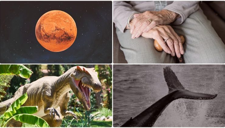 Dinozorları yok eden asteroitten balinaların ilginç avlanma yöntemine kadar ağustostaki bilimsel gelişmeler