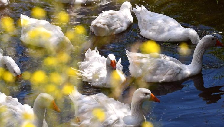 Kars’ta kazlar yaz sıcaklarında serin suyla buluşturuluyor