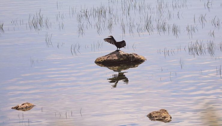 Kavurucu sıcaklardan kaçan kuşlar zirvedeki Balık Gölü’ne sığınıyor