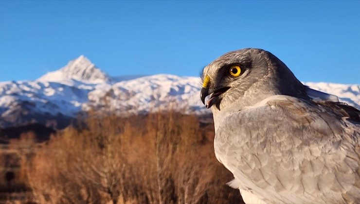 KuzeyDoğa Derneği’nin Kuş Göçü Araştırması