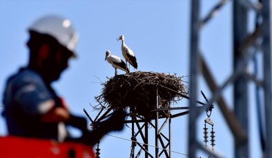 Özel enerji hattı ile göçmen kuşlar güvende