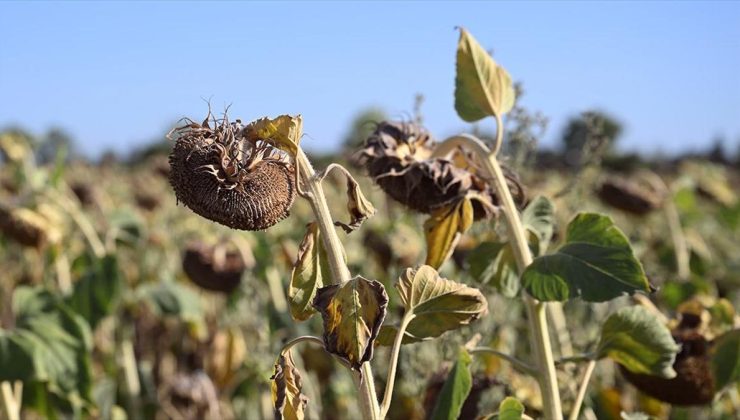 Trakya’da Yerli Hibrit Ayçiçeği Üretimi