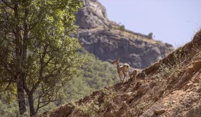 Tunceli’de Yaban Keçileri ve Yavruları