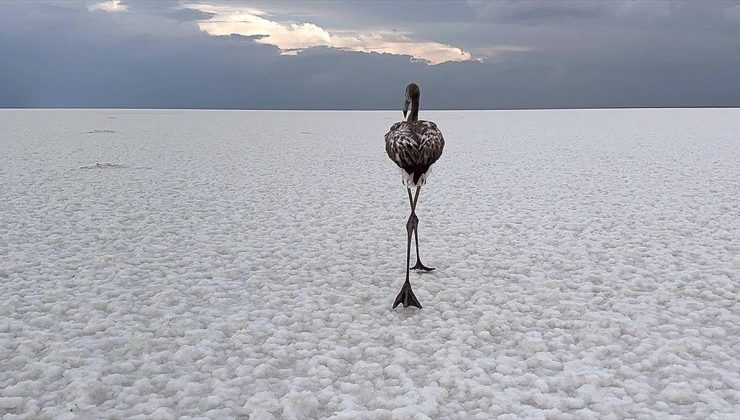 Aksaray’ın Tuz Gölü’nden Flamingolar Göçe Hazırlanıyor