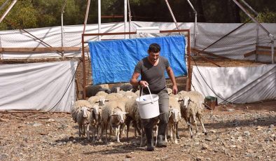 Almanya’dan kesin dönüş yapan gurbetçi, et verimi yüksek yeni koyun ırkı geliştirdi