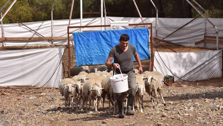 Almanya’dan kesin dönüş yapan gurbetçi, et verimi yüksek yeni koyun ırkı geliştirdi