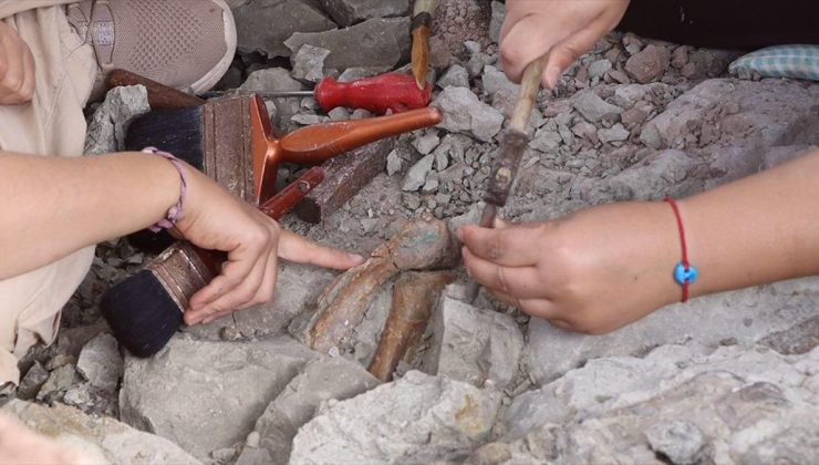 Çankırı Çorakyerler kazısında bu sezon en çok zürafa, fil ve gergedan fosili bulundu