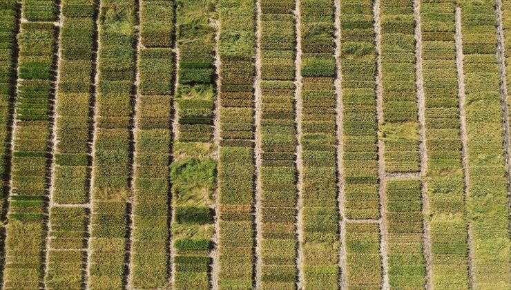 Edirne’de yüksek verimli ve hastalıklara dayanıklı 3 çeltik çeşidi geliştirildi