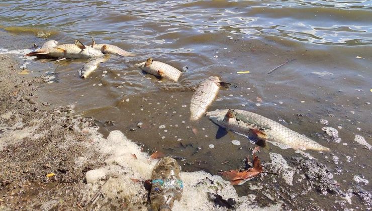 İzmir’de Gölcük Gölü’ndeki toplu balık ölümleriyle ilgili inceleme başlatıldı