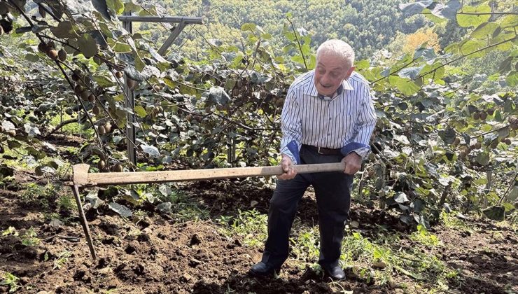 Karadeniz’in ihtiyar delikanlıları topraktan kopamıyorlar