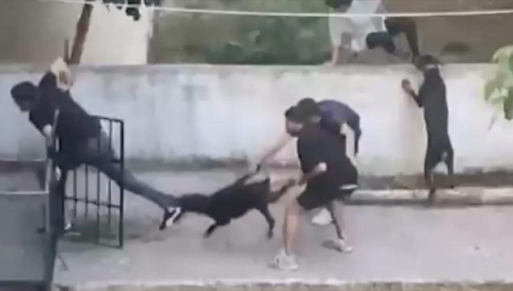 Maltepe’de pitbull cinsi köpek bir kişiye saldırdı