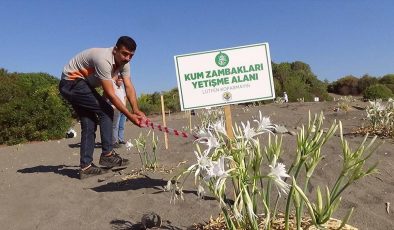 Mersin’de sahilde çiçek açan ve koparılması yasak olan zambaklara sıkı koruma