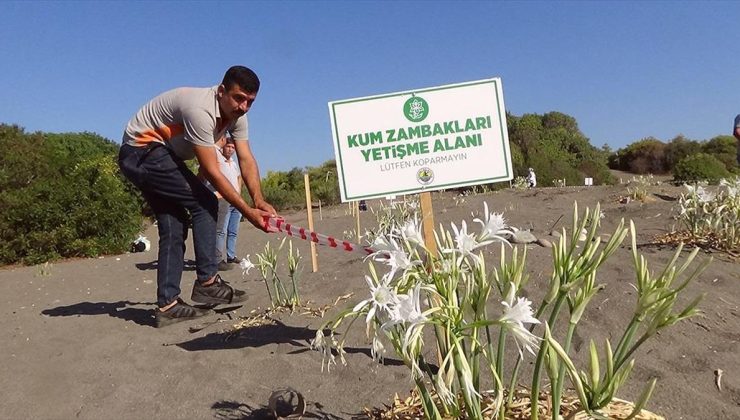 Mersin’de sahilde çiçek açan ve koparılması yasak olan zambaklara sıkı koruma