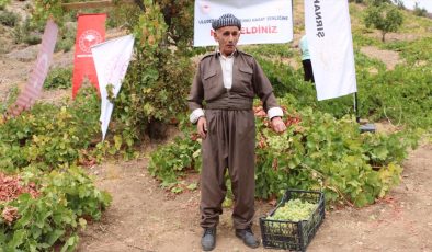 Şırnak’ta “Behdini Üzümü Hasat Şenliği” düzenlendi