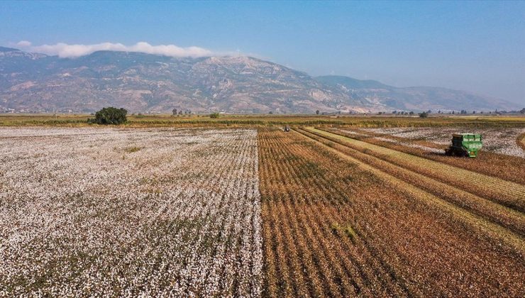 Söke pamuğu AB’den coğrafi işaret tescili aldı