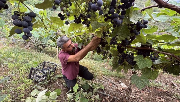 Trabzon’da isabella üzümünün sofralara yolculuğu başladı