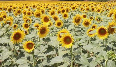 Yağlık ayçiçeği tohumu ve ham ayçiçeği yağı ithalatında açılan tarife kontenjanının esasları belirlendi