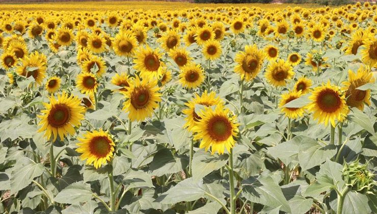 Yağlık ayçiçeği tohumu ve ham ayçiçeği yağı ithalatında açılan tarife kontenjanının esasları belirlendi