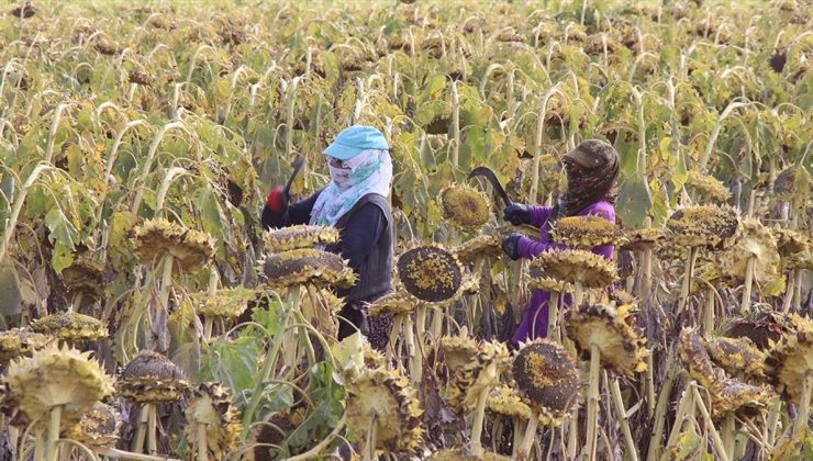 Ağrı Ovası’nda yetiştirilen çerezlik ayçiçeğinin hasadı devam ediyor