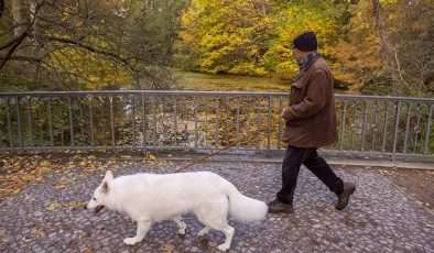 Almanya’da belediyeler 2023’te köpek vergisinden rekor gelir elde etti