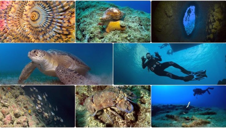 Antalya’da dalış turizminin gözdesi “Üç Adalar”ın su altı zenginlikleri görüntülendi