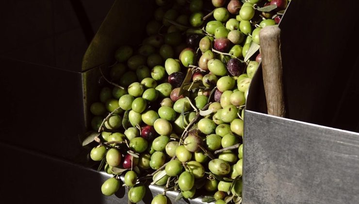 Balıkesir’de Zeytin Hasat Sezonu