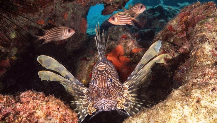 Dalış turizminin merkezi Kaş’ın su altı zenginlikleri görüntülendi