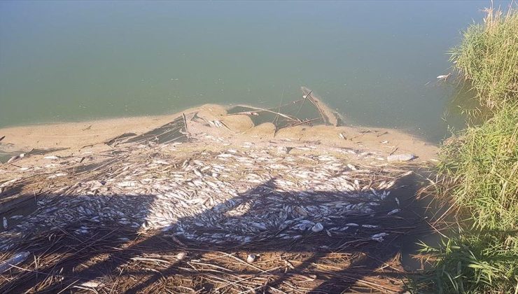 Gaziantep’te Karasu Çayı’nda balık ölümleri ve kötü koku üzerine inceleme başlatıldı