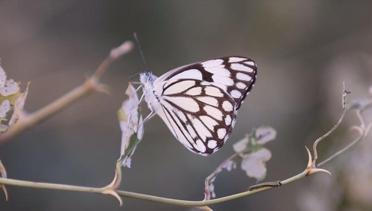 Göçmen “beyaz öncü kelebeği” için 1590 kilometre yol katettiler