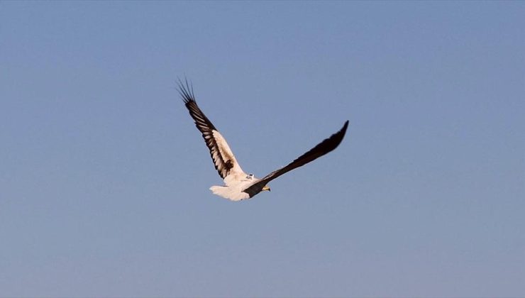 Küçük akbabaların 174 bin kilometreyi aşan göç yolculuğu vericiyle takip edildi