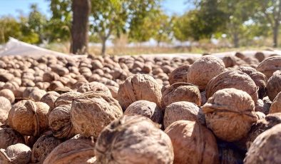 Memlekete dönen taksi şoförü ve oğlu tescilli Kaman cevizi üretiyor