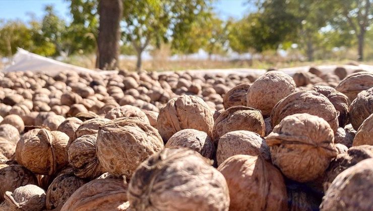 Memlekete dönen taksi şoförü ve oğlu tescilli Kaman cevizi üretiyor