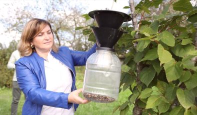 Samsun’da Kahverengi Kokarca ile Mücadelede Feromon Tuzakları