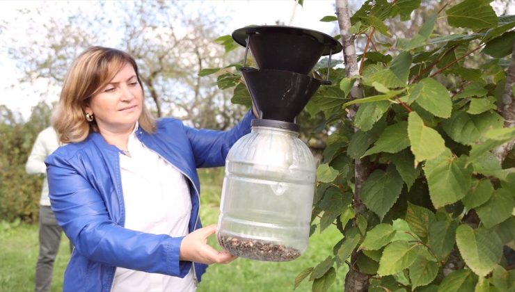 Samsun’da Kahverengi Kokarca ile Mücadelede Feromon Tuzakları