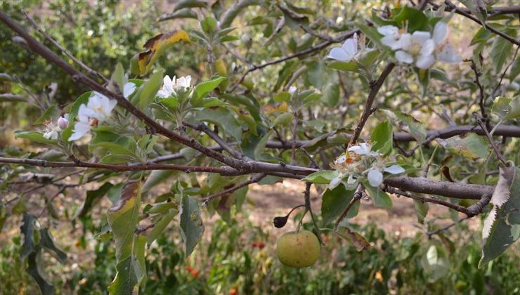 Şaşırtan Doğa Olayı: Elma Ağacı Kışa Girerken Çiçek Açtı