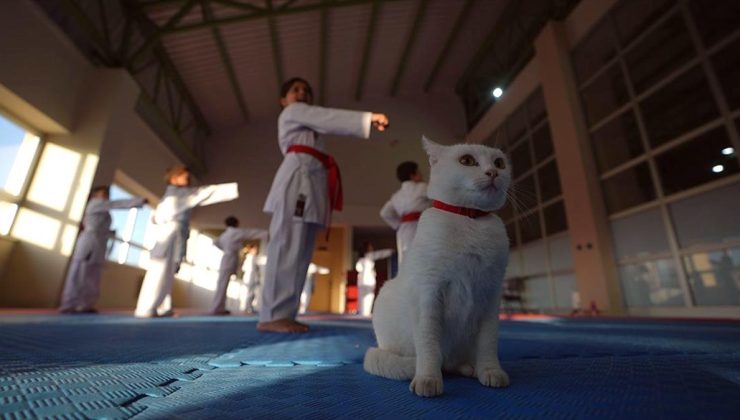 Sevimli kedi “Karate Cat” antrenmanların neşe kaynağı oldu