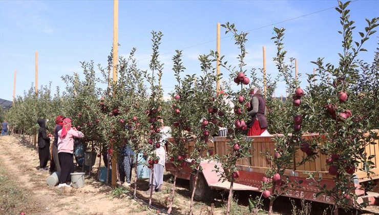 Sıcaklık ve kuraklık Niğde’de elma üretimini olumsuz etkiledi