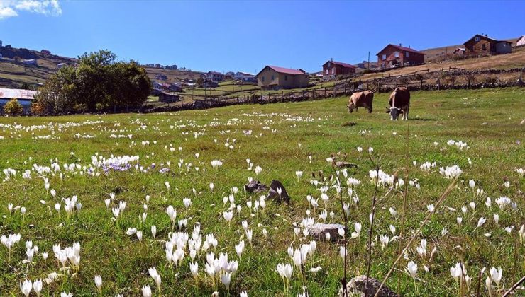 Tarihi kervan yolundaki “Ağaçbaşı Turbalığı”nda sonbahar