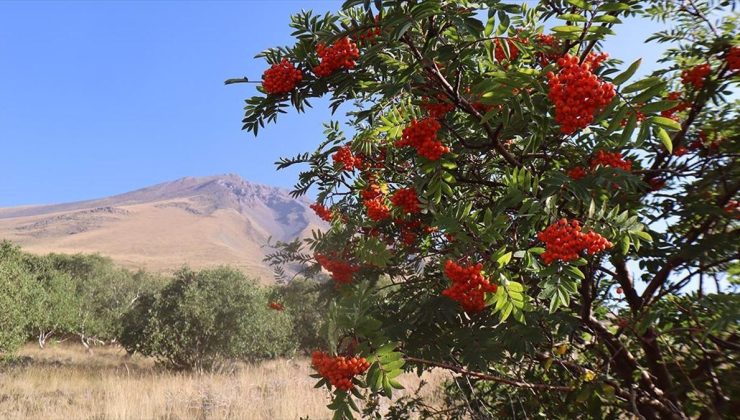 Türkiye’nin en doğusundaki Küçük Ağrı Dağı’nda bulunan huş ormanları inceleniyor