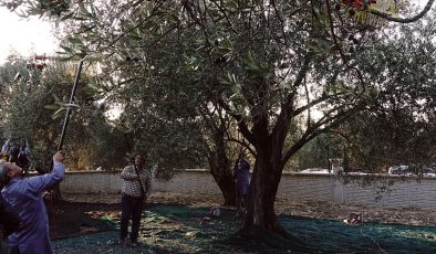 Balıkesir’de yaklaşık 11 asırlık ağaçtan zeytin hasadı