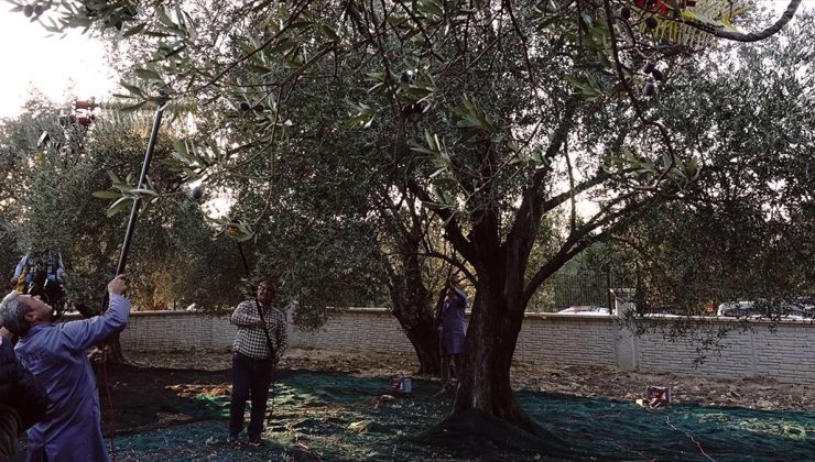 Balıkesir’de yaklaşık 11 asırlık ağaçtan zeytin hasadı