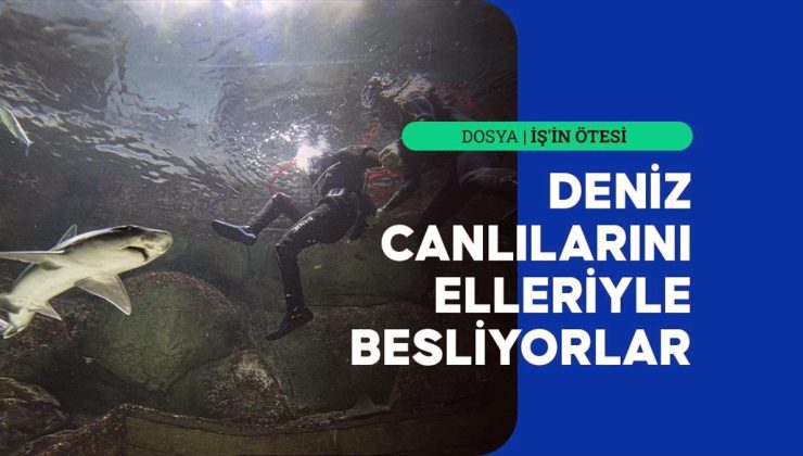 Denizsiz kentin dalgıçları köpekbalıklarını elleriyle besliyor