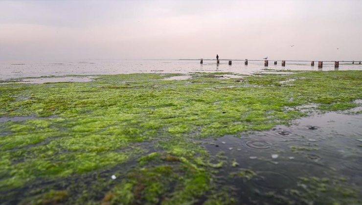 İzmir Körfezi’nde balık ölümlerinden sonra yosun kirliliği yaşanıyor