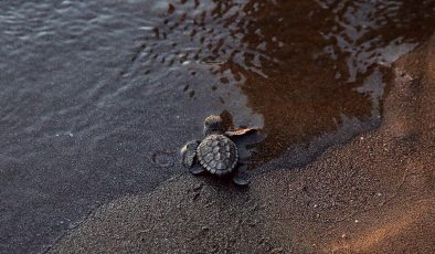 İztuzu Sahili’nde bu yıl yaklaşık 44 bin caretta caretta mavi sularla buluştu